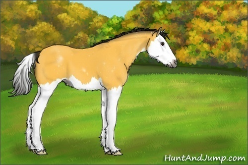 Horse Color:Gray Buckskin Splash 