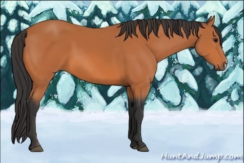 Horse Color:Unknown 