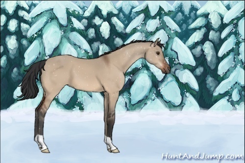 Horse Color:Unknown 