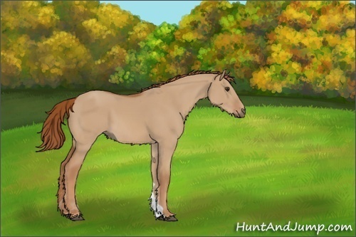 Horse Color:Unknown 