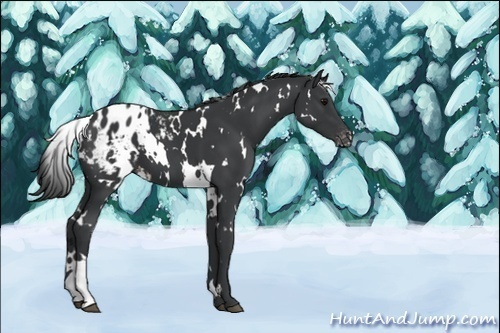 Horse Color:Unknown 