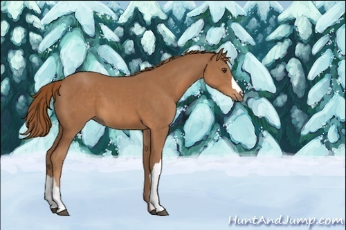 Horse Color:Unknown 