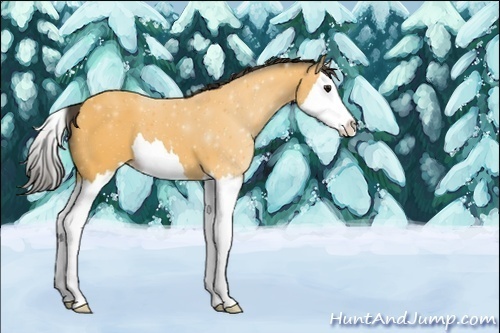 Horse Color:Unknown 