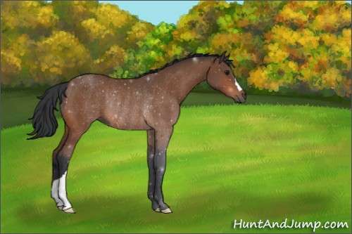 Horse Color:Unknown 