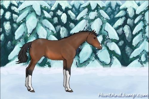 Horse Color:Unknown 