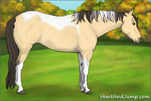 Horse Color:Buckskin Roan Dun Tobiano