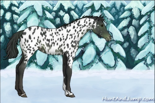 Horse Color:Black Near Leopard 