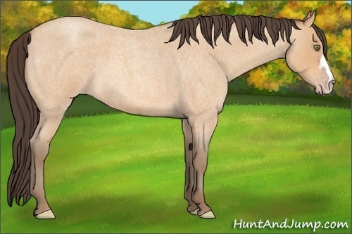 Horse Color:Unknown 