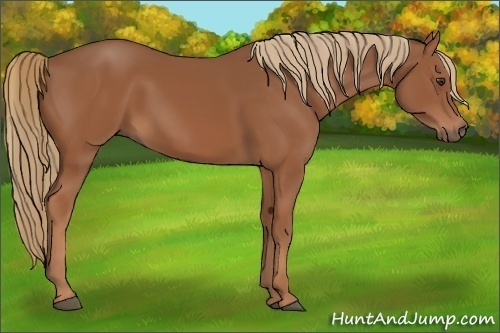 Horse Color:Unknown 