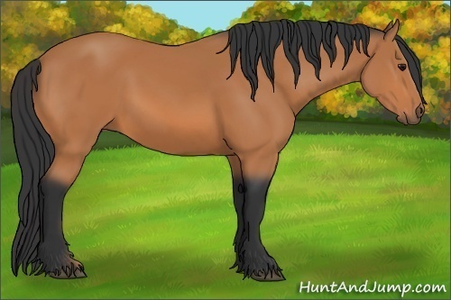 Horse Color: Bay 