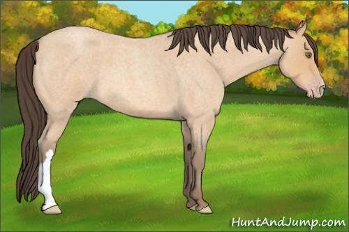 Horse Color:Unknown 