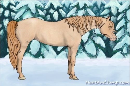 Horse Color: Unknown 
