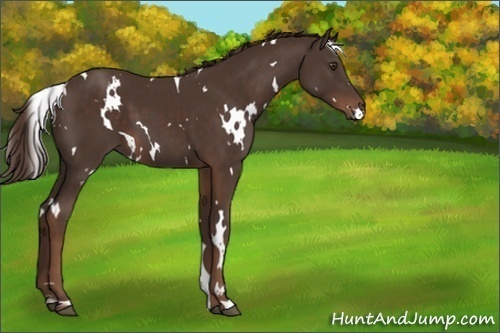 Horse Color:Unknown 