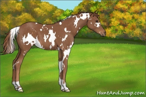 Horse Color:Unknown 