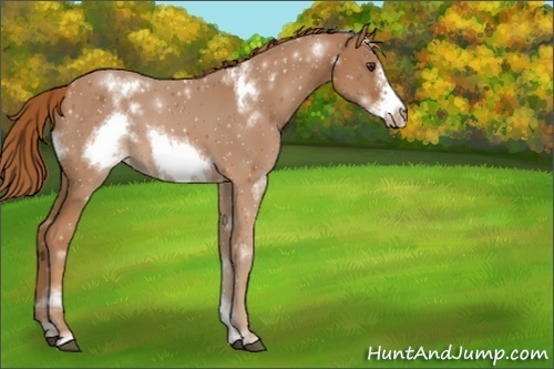 Horse Color:Unknown 