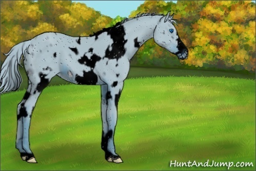 Horse Color:Unknown 