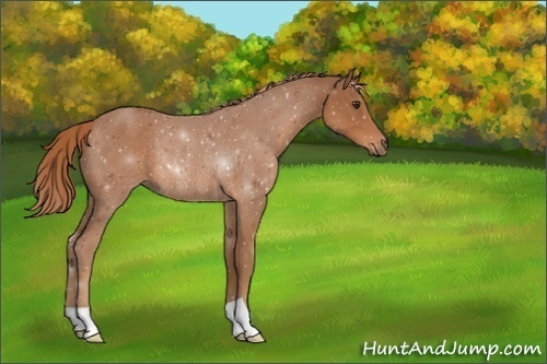 Horse Color:Unknown 