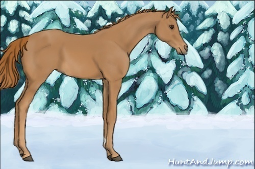 Horse Color:Unknown 