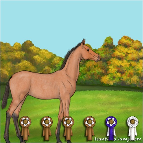 Horse Color:Unknown 