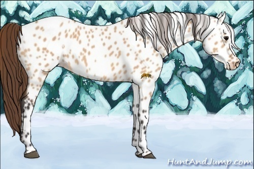 Horse Color:White Spotted Bay Dun Appaloosa 