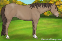 Horse Color:Unknown 