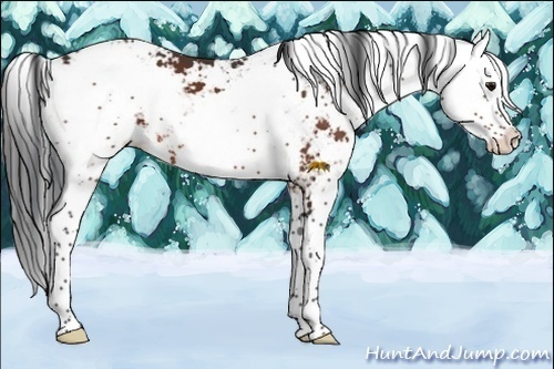 Horse Color: Bay Sabino 