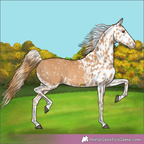 Horse Color:Chestnut Appaloosa 