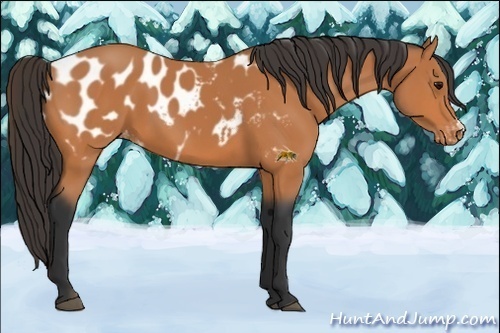 Horse Color:Bay Appaloosa 