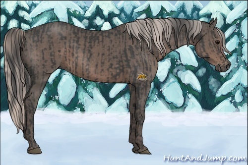 Horse Color:Black  and Silver Black 