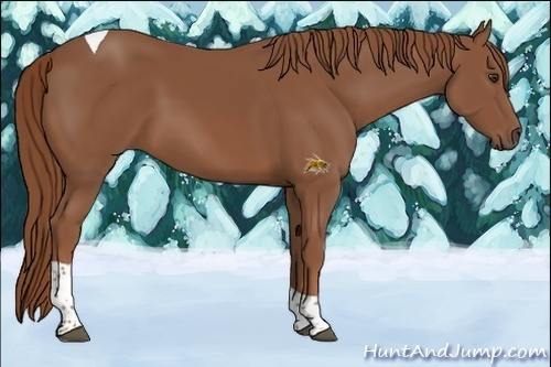Horse Color:Chestnut Sabino Tobiano 