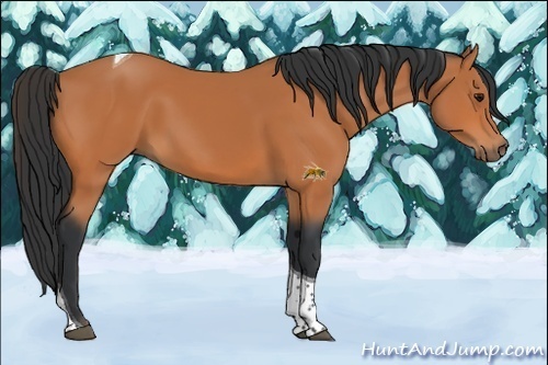 Horse Color: Bay Sabino Tobiano 