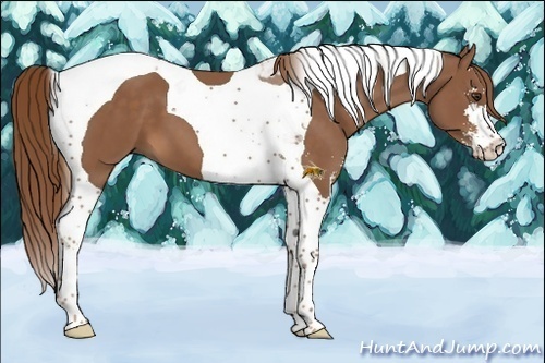 Horse Color:Chestnut Sabino Tobiano 