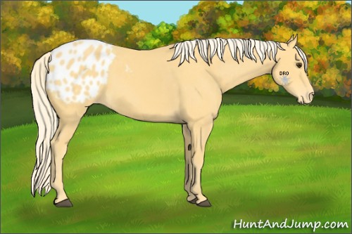 Horse Color:Palomino Appaloosa 