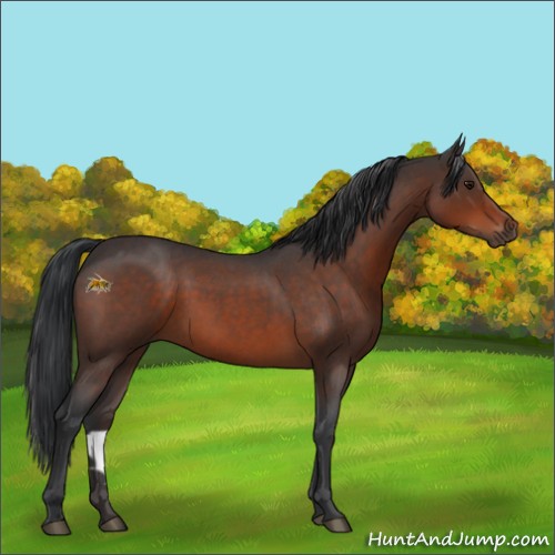 Horse Color: Unknown 