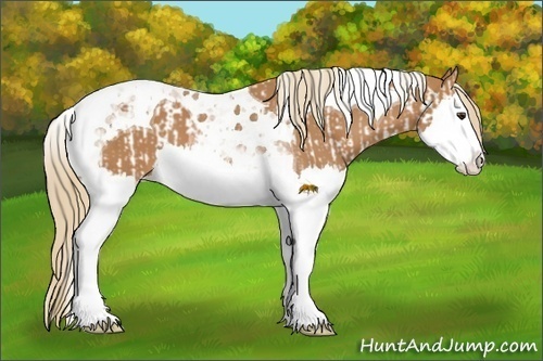 Horse Color:Chestnut Splash Tobiano  and Chestnut Splash Tobiano 