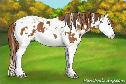 Horse Color:Chestnut Splash Tobiano  and Gray Chestnut Splash Tobiano 