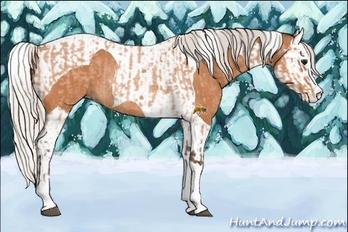 Horse Color: Silver Bay Roan Splash Tobiano  and Silver Bay Roan Splash Tobiano Rabicano 