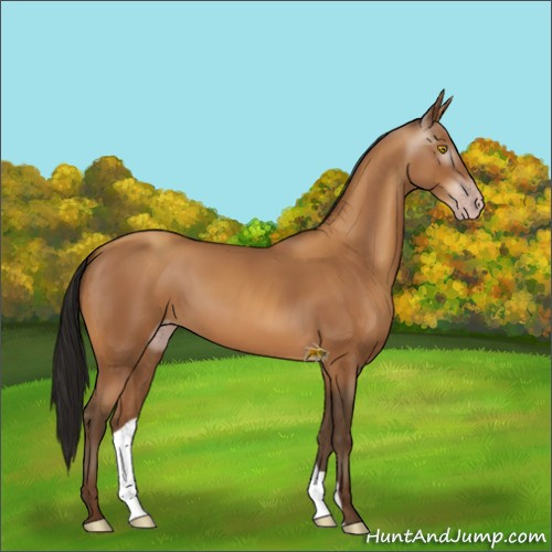 Horse Color:Gray Amber Champagne 