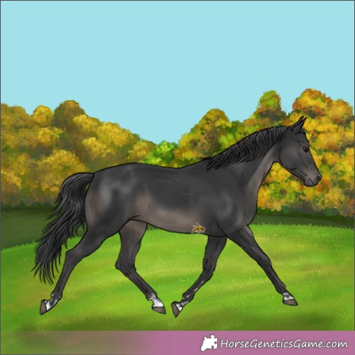 Horse Color:Black  and Black 