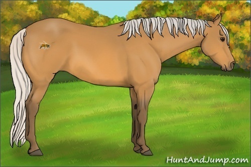 Horse Color: Silver Buckskin 