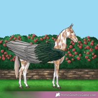 Horse Color:Plaid  White Spotted Chestnut Appaloosa 