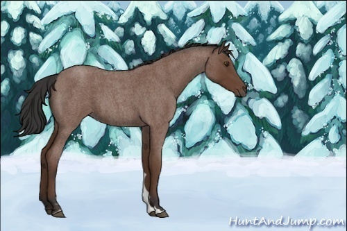 Horse Color:Unknown 