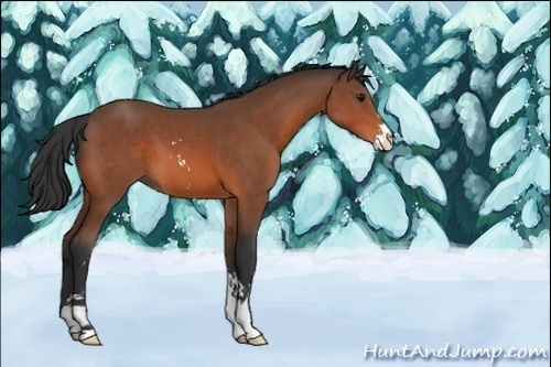 Horse Color:Unknown 