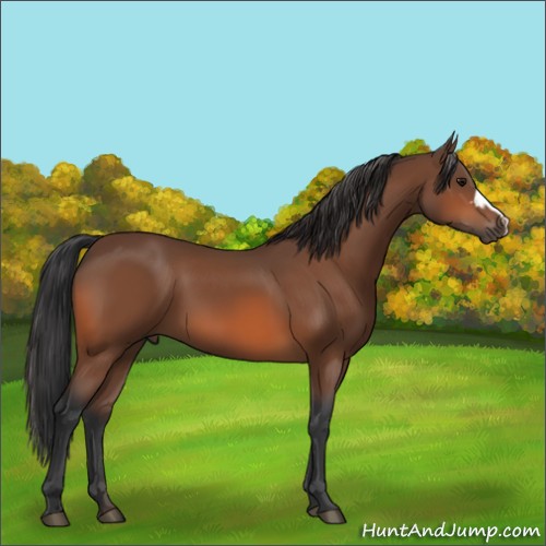 Horse Color: Unknown 