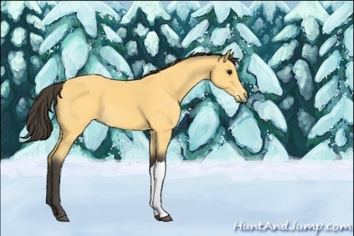 Horse Color:Unknown 