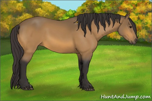 Horse Color:Unknown 