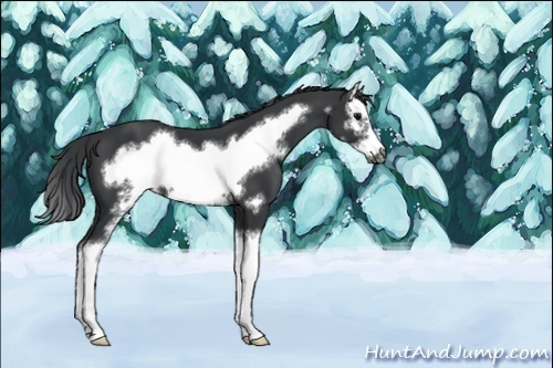 Horse Color:Unknown 