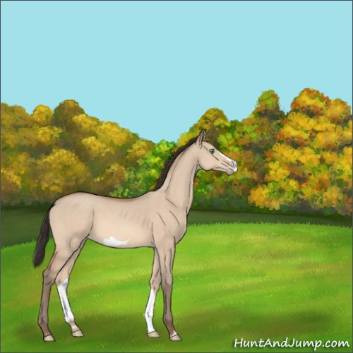 Horse Color:Unknown 