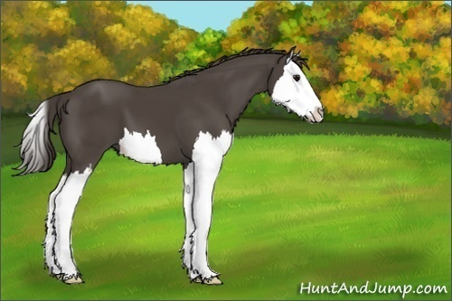 Horse Color:Unknown 