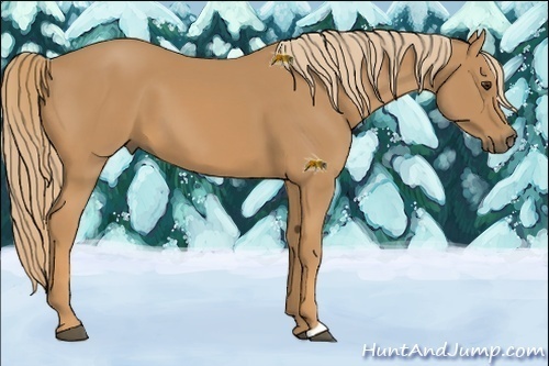 Horse Color: Unknown 
